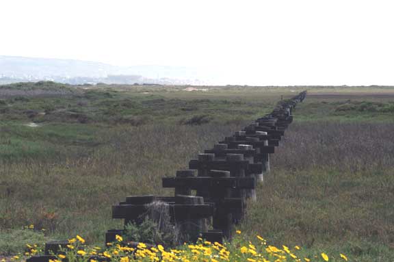 Tijuana Estuary View South Creosote