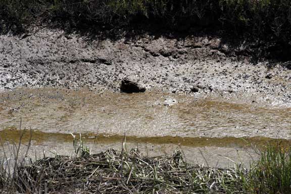 Tijuana Estuary Diversity